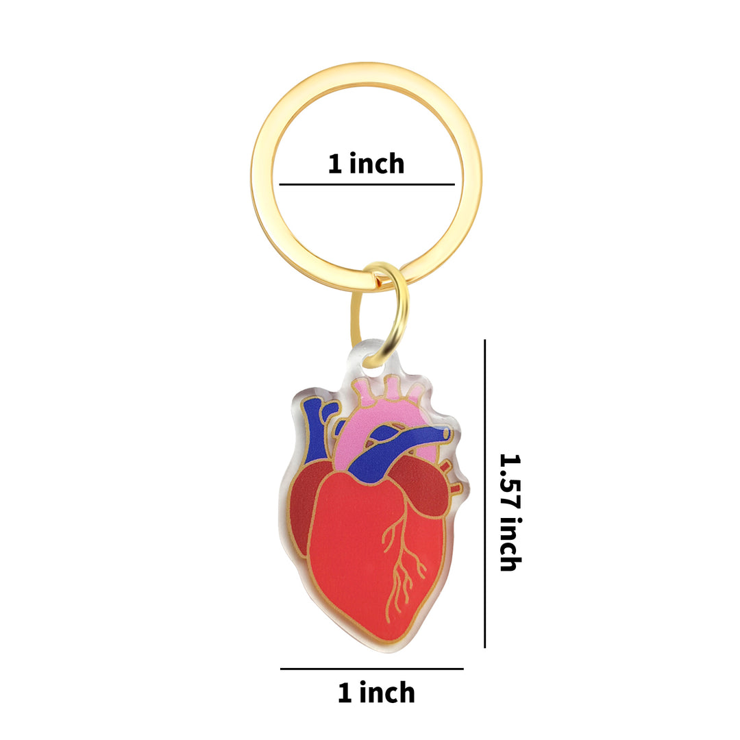 Anatomical Heart Keychain - Valentine's, Hospital, Nurse, Heart Acrylic Keychain